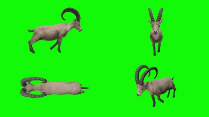 在绿色屏幕上运行ibex。动物的概念，野生动物，游戏，返校，3d动画，短视频，电影，卡通，有机，色键