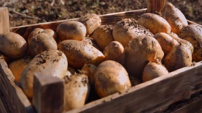农场里装满有机土豆的木箱