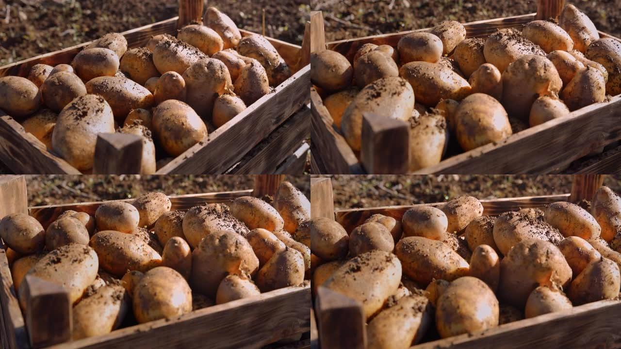 农场里装满有机土豆的木箱