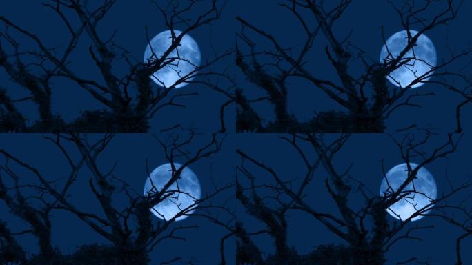 晚上光秃秃的树后面的月亮