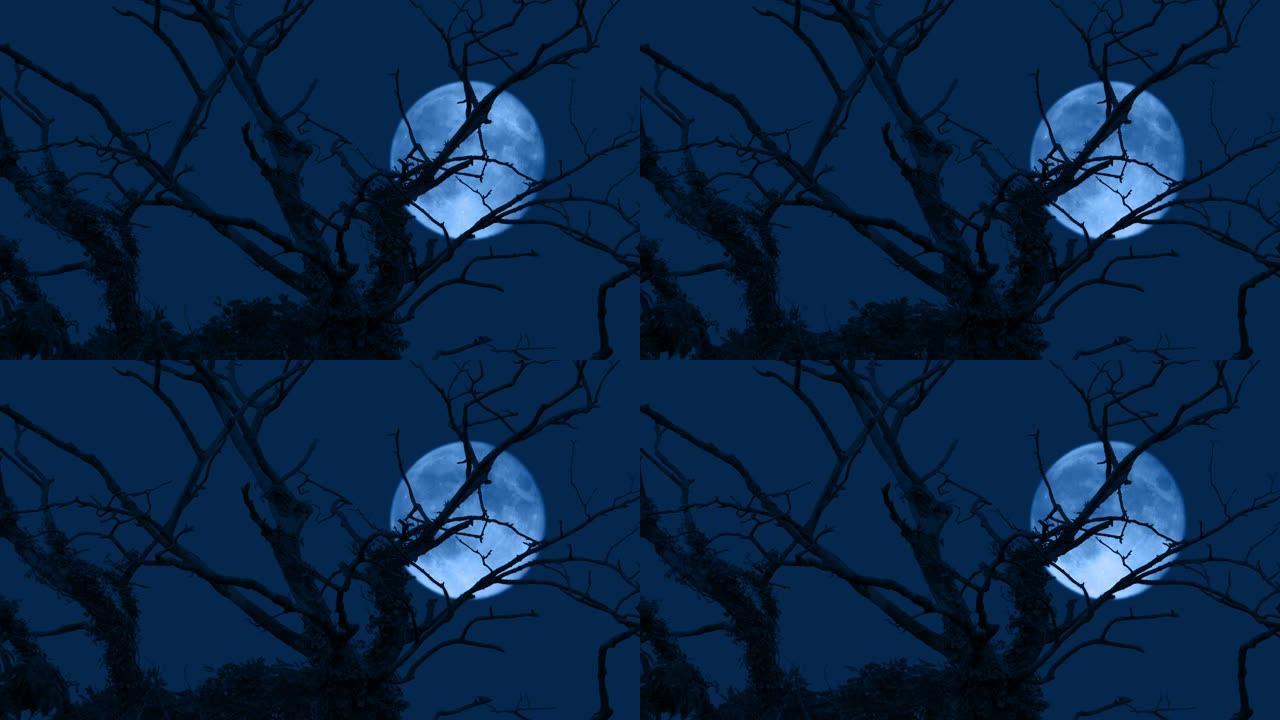 晚上光秃秃的树后面的月亮