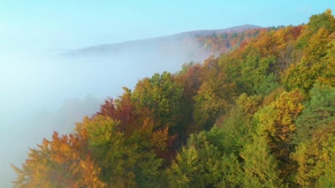 空中: 在秋天的晨雾覆盖和五颜六色的丘陵森林地区上空飞行