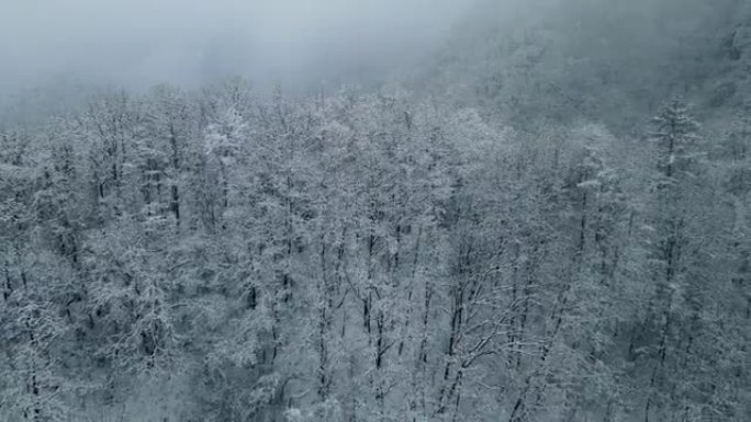 山上雪林的鸟瞰图冰雪北方冬景白茫茫雪原冬