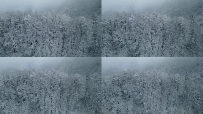 山上雪林的鸟瞰图冰雪北方冬景白茫茫雪原冬
