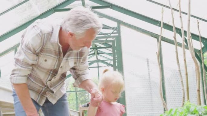 祖父和孙女一起用浇水罐在温室里给番茄植物浇水