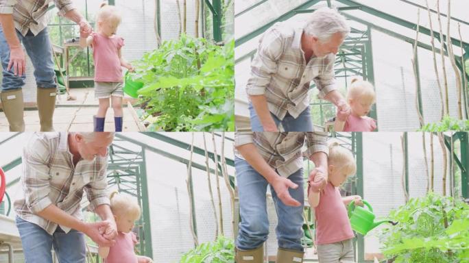 祖父和孙女一起用浇水罐在温室里给番茄植物浇水