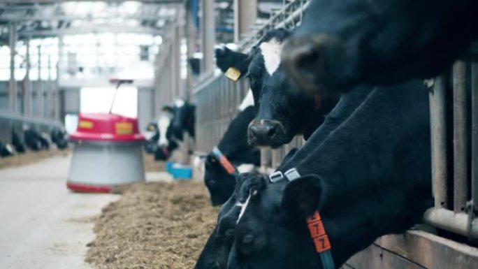 农场的母牛正在与附近的机器人一起进食