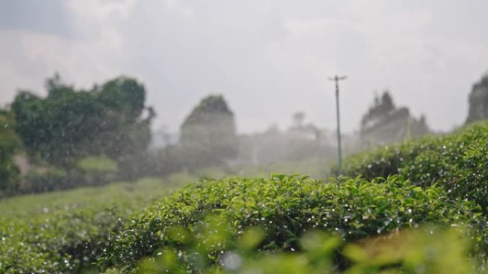 农业灌溉系统浇灌绿茶种植园