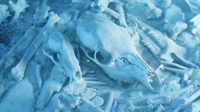 雪落在穴居人工具和头骨上冰河时代概念