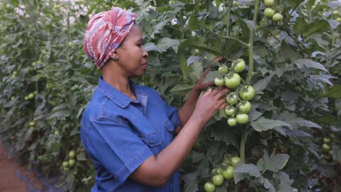 特写镜头，非洲黑人女农民在温室里检查番茄作物
