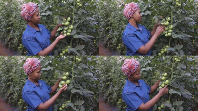 特写镜头，非洲黑人女农民在温室里检查番茄作物