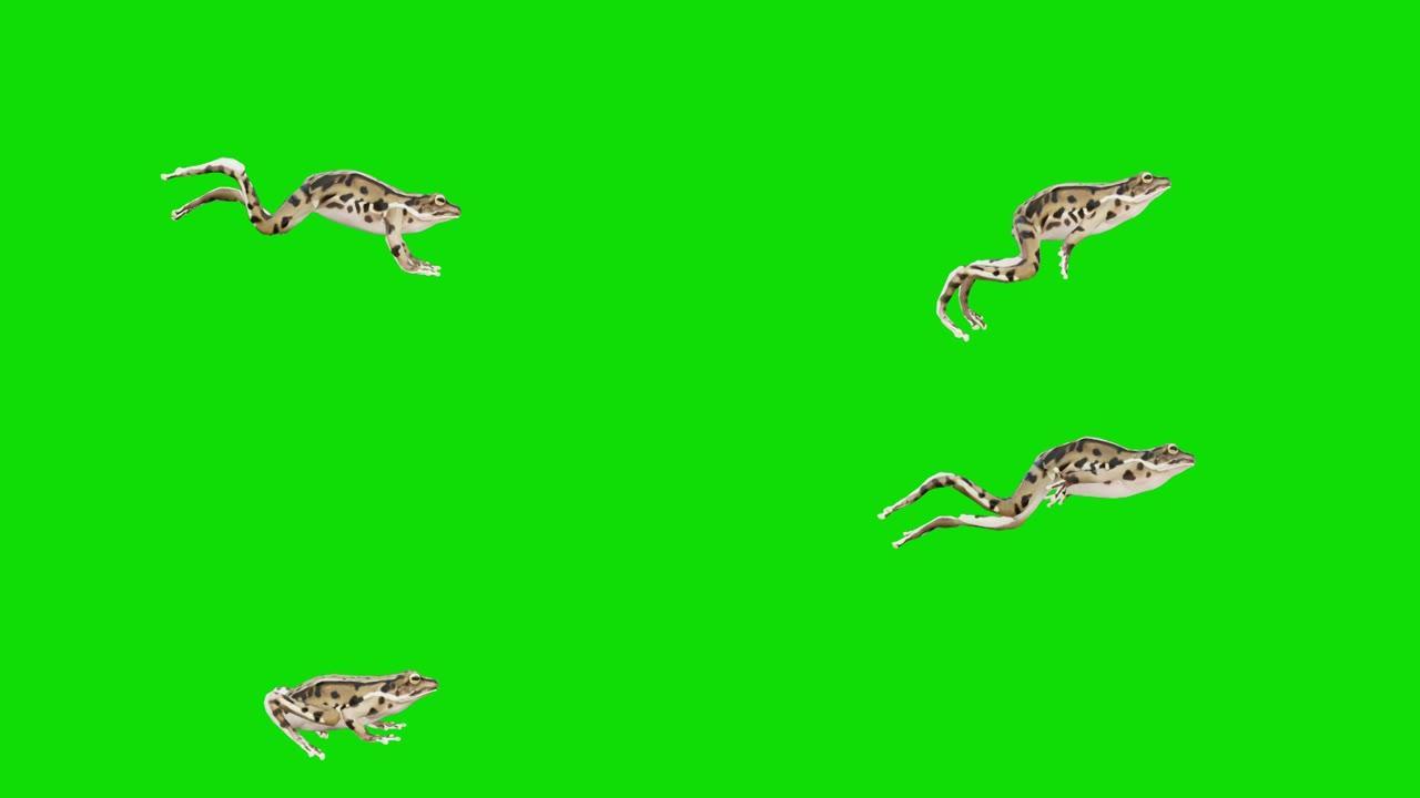 在绿色屏幕上快速奔跑的青蛙。动物的概念，野生动物，游戏，返校，3d动画，短视频，电影，卡通，有机，色