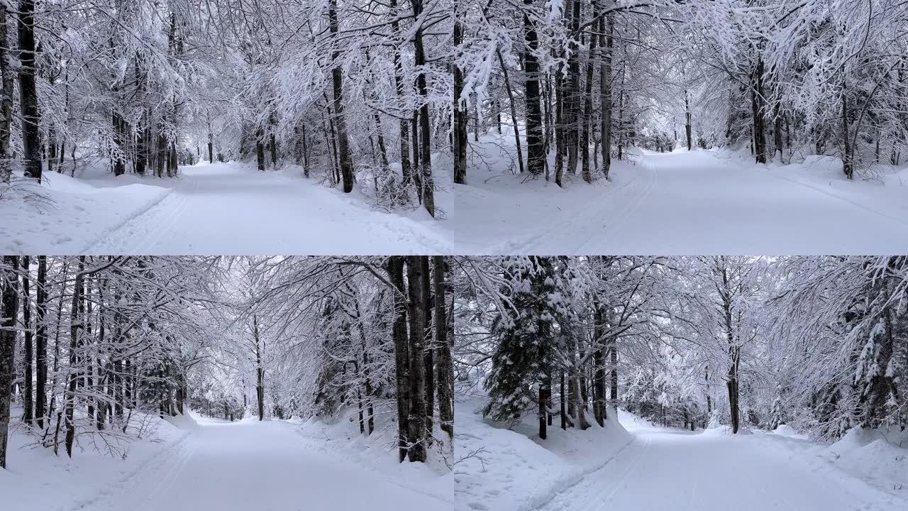 发现被白雪覆盖的森林包围的雄伟山谷