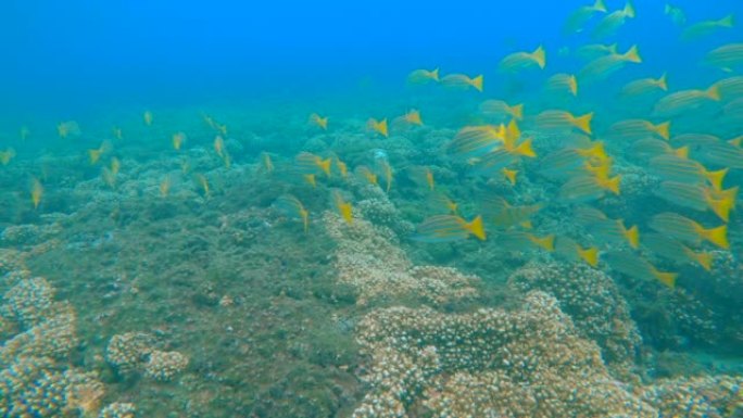 水下: 在太平洋珊瑚礁游泳的蓝条纹鲷鱼的浅滩