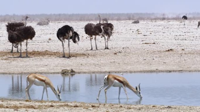 非洲纳米比亚埃托沙国家公园水上的鸵鸟和跳羚女士