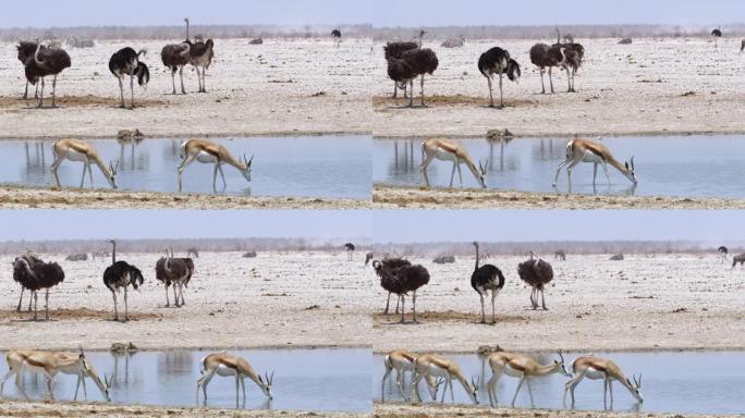 非洲纳米比亚埃托沙国家公园水上的鸵鸟和跳羚女士