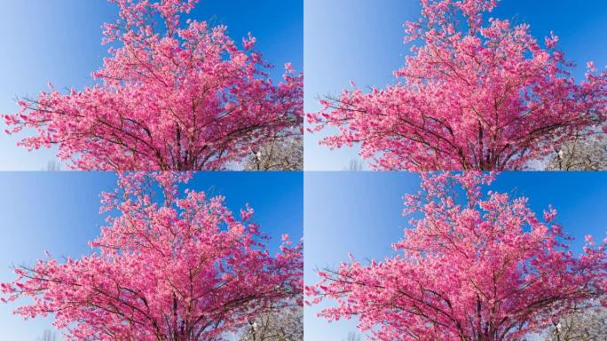 春天的粉红色樱花樱花树唯美浪漫婚礼空镜