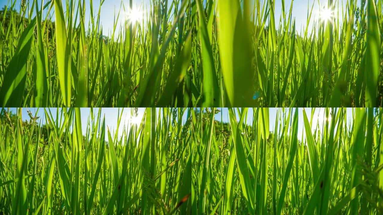 穿过甜美的绿草。探头镜头拍摄阳光穿过新鲜的草地。春季自然背景。HDR镜头