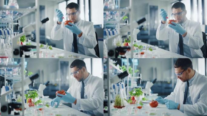 男性微生物学家在安全眼镜中添加生物营养补充剂，维生素和矿物质从注射器到番茄。在现代食品科学实验室工作