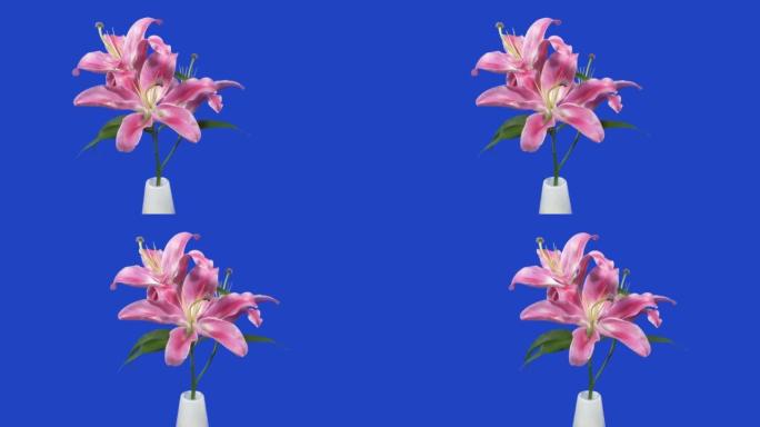 花瓶蓝屏中漂亮的粉色莉莉，用于合成