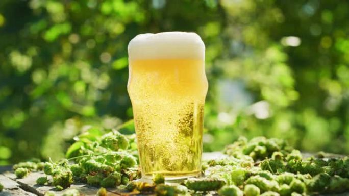 将新鲜的高品质黄金泡沫啤酒的特写镜头倒入透明的玻璃杯中，背景是种植园中收集的生物啤酒花，阳光普照。