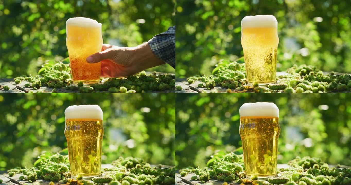 将新鲜的高品质黄金泡沫啤酒的特写镜头倒入透明的玻璃杯中，背景是种植园中收集的生物啤酒花，阳光普照。