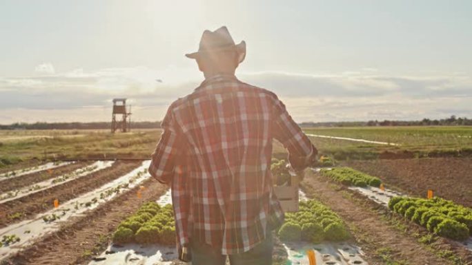 SLO MO Farmer带着装满生菜的板条箱，在日落时分走在田野上