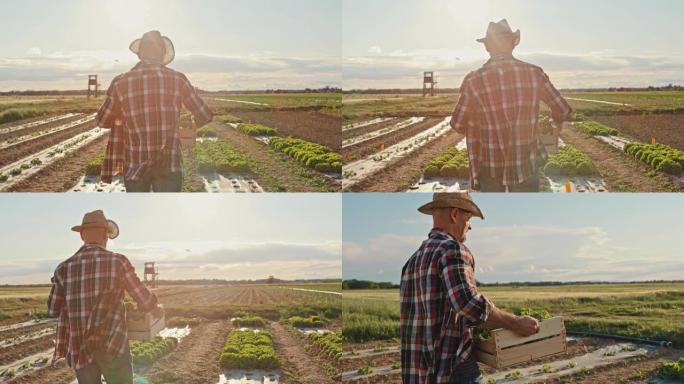 SLO MO Farmer带着装满生菜的板条箱，在日落时分走在田野上