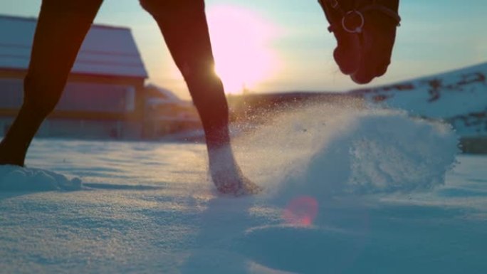 慢动作时间扭曲: 黑马踩着深雪毯行走的细节