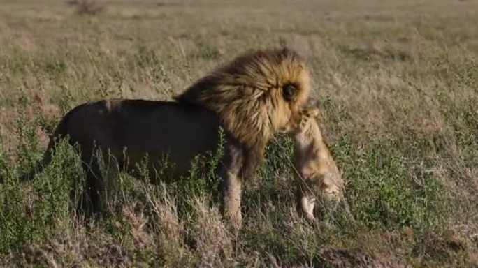 在非洲大草原上，缓慢的雄狮与可爱的幼崽互动