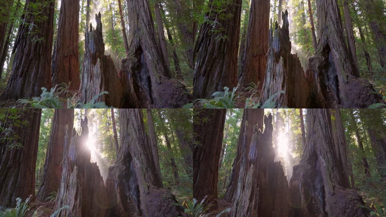 美国红木国家公园的日出。相机沿着古老的巨大红杉树移动，太阳从树干后面出来。万向节4k镜头