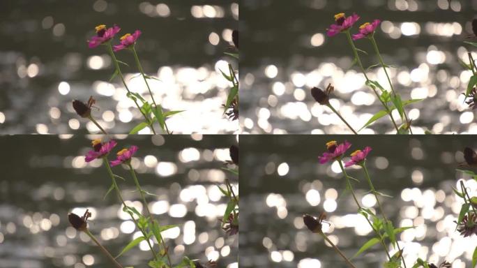 粉红色宇宙花朵盛开的特写镜头，Bokeh背景