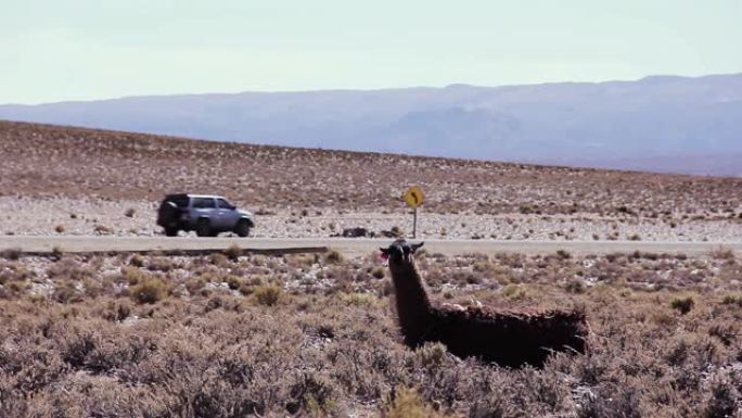 一只美洲驼坐在南美洲阿根廷胡胡伊省的公路附近。4k分辨率。