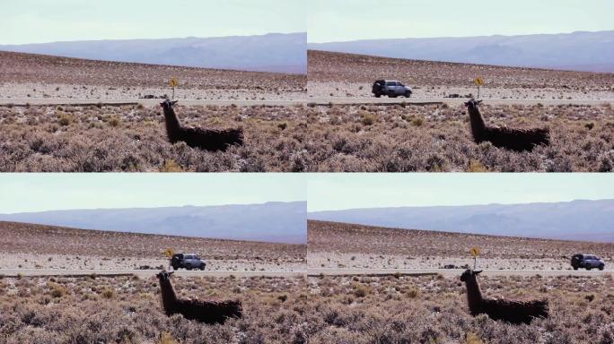 一只美洲驼坐在南美洲阿根廷胡胡伊省的公路附近。4k分辨率。