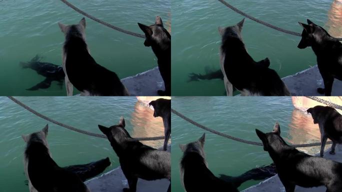 阿根廷巴塔哥尼亚里约内格罗省圣安东尼奥奥斯特港口的狗看着海狮。