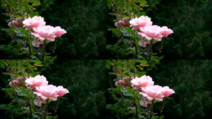 花园里盛开的玫瑰