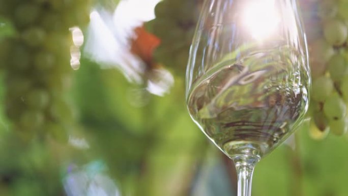 白葡萄上杯白葡萄酒。阳光冲破葡萄园的树枝，照亮了一杯白葡萄酒。挥舞白葡萄酒