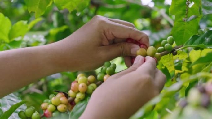 女农夫手工采摘成熟的罗布斯塔咖啡浆果进行收获