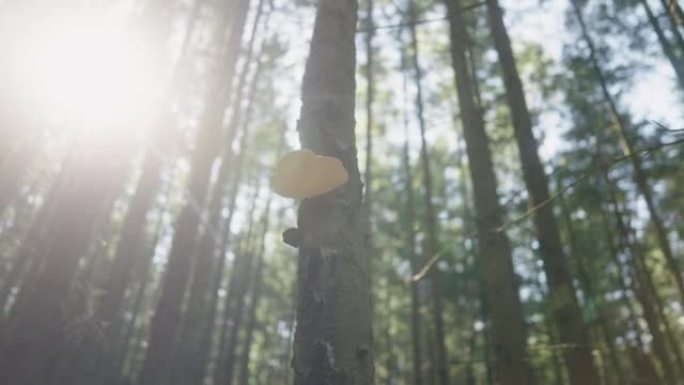 树干上的木真菌病害防治生态枯木