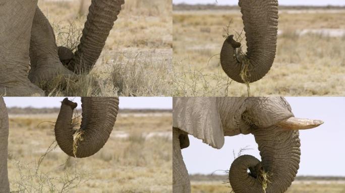 非洲纳米比亚埃托沙国家公园用脚和树干吃刷子的CU大象