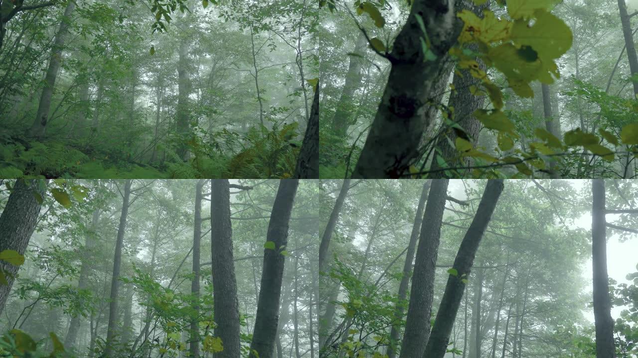 漫步在雾蒙蒙的绿色森林中
