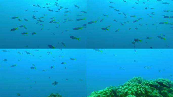 鱼在海洋深处游泳的4k视频片段
