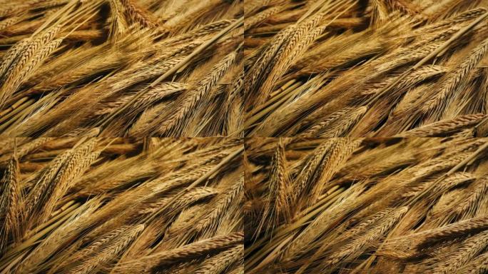小麦茎粮食作物特写