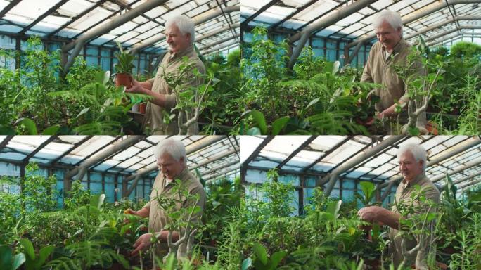 照顾温室植物的高级男子