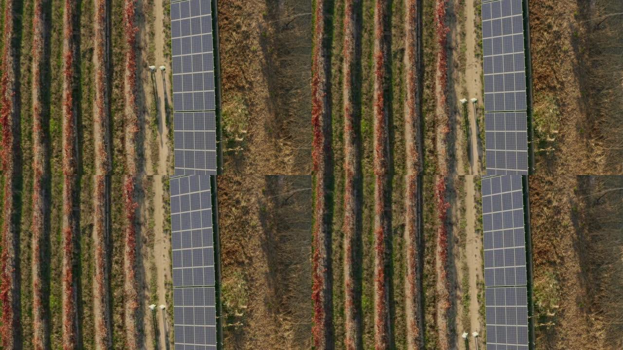 农村农场，农民和太阳能电池板，用于农业可持续发展农业领域的电力。太阳能合作伙伴关系，碳捕获和可再生能