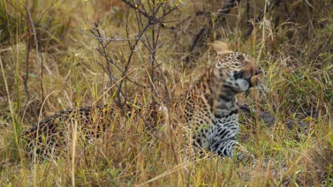 慢动作发现的豹子在野生动物保护区的草地上躺着和打哈欠