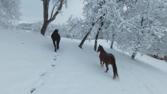 空中: 栗子母马和深棕色种马在白雪皑皑的树木上走向草地