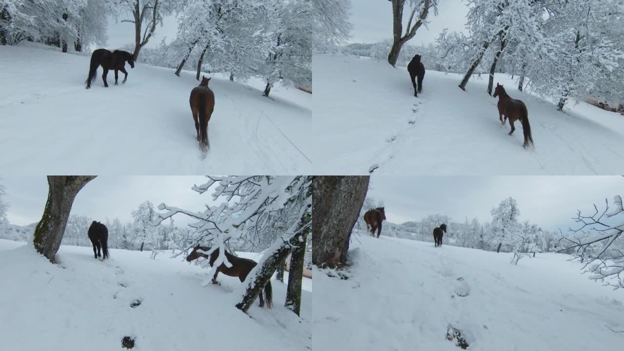 空中: 栗子母马和深棕色种马在白雪皑皑的树木上走向草地