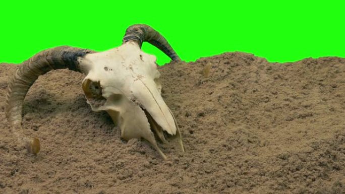 隔离的沙子绿屏中的动物头骨