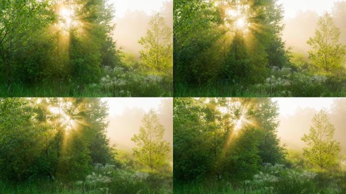 夏季雾蒙蒙的草地和日出时的绿树。阳光穿过轻雾，突出了绿色的树叶和草。万向节HDR镜头